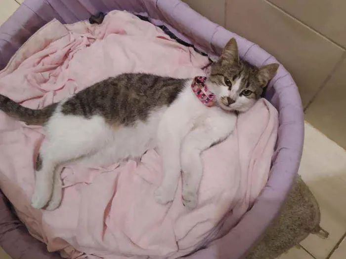 Gato ra a SRD idade 2 a 6 meses nome Lisbela