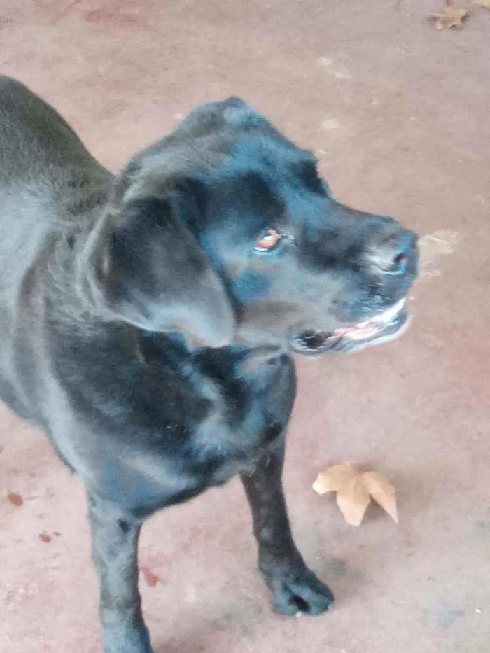 Cachorro ra a Labrador idade 3 anos nome desconhecido