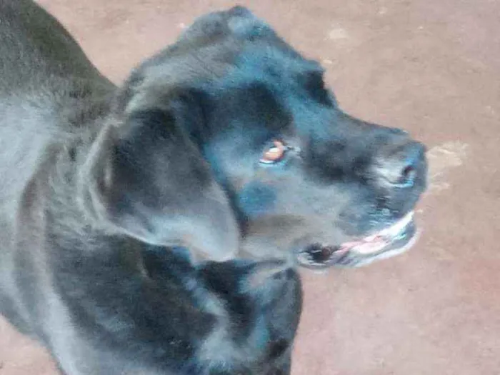 Cachorro ra a Labrador idade 3 anos nome desconhecido