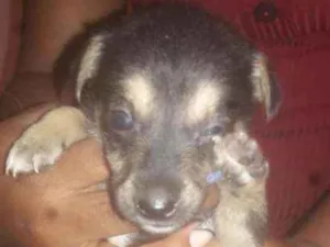 Cachorro raça Misturados com salsicha  idade Abaixo de 2 meses nome Os dois não  Tem nom