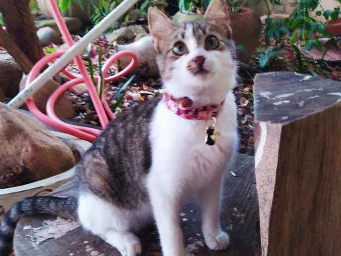 Gato ra a SRD idade 2 a 6 meses nome Lisbela