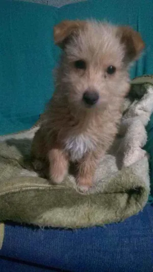 Cachorro raça Misturado idade 2 a 6 meses nome Chiquinha