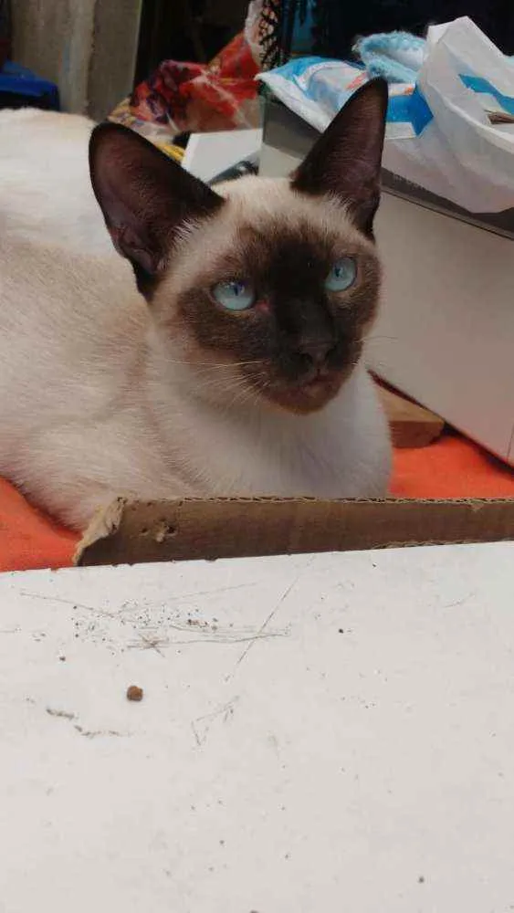 Gato ra a Siamês idade 2 a 6 meses nome Eddie
