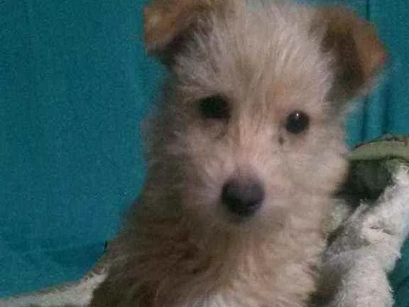 Cachorro raça Misturado idade 2 a 6 meses nome Chiquinha