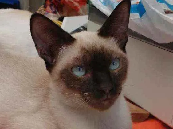 Gato ra a Siamês idade 2 a 6 meses nome Eddie