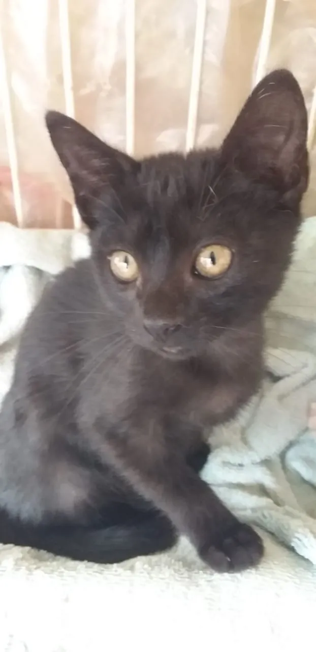 Gato ra a Srd idade 2 a 6 meses nome Lua