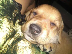 Cachorro raça SRD idade Abaixo de 2 meses nome Dourada