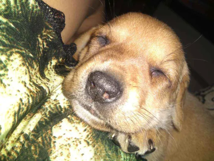 Cachorro ra a SRD idade Abaixo de 2 meses nome Dourada