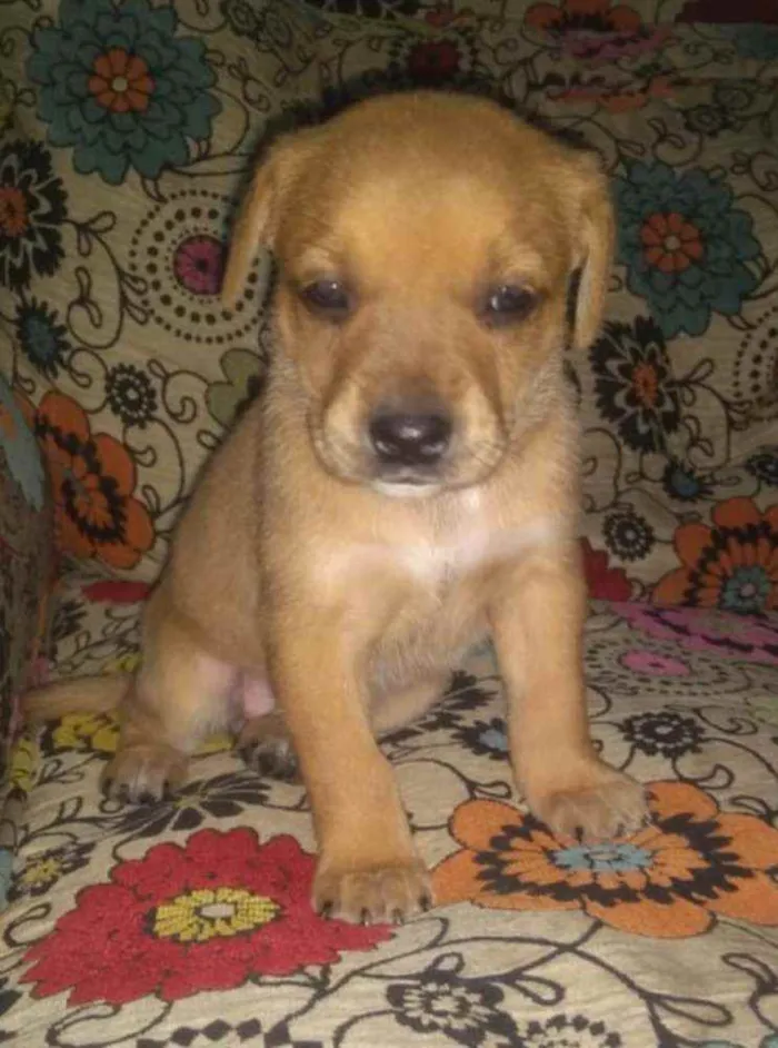Cachorro ra a SRD idade Abaixo de 2 meses nome Dourada
