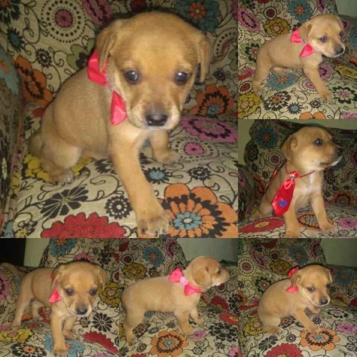 Cachorro ra a SRD idade Abaixo de 2 meses nome Dourada