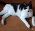 Pitoco lindo e fofo