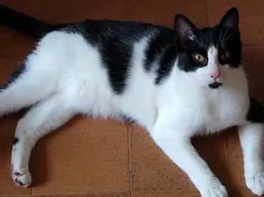 Gato ra a Srd frajola  idade 1 ano nome Pitoco lindo e fofo