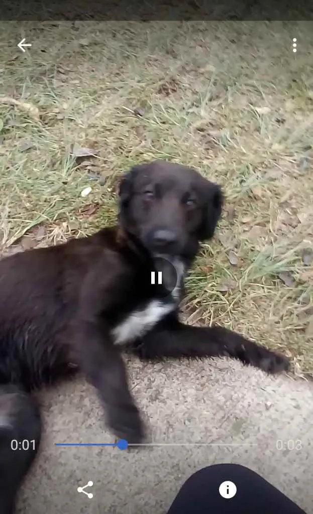 Cachorro ra a Não sei direito idade 7 a 11 meses nome Lili