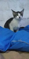 Simba