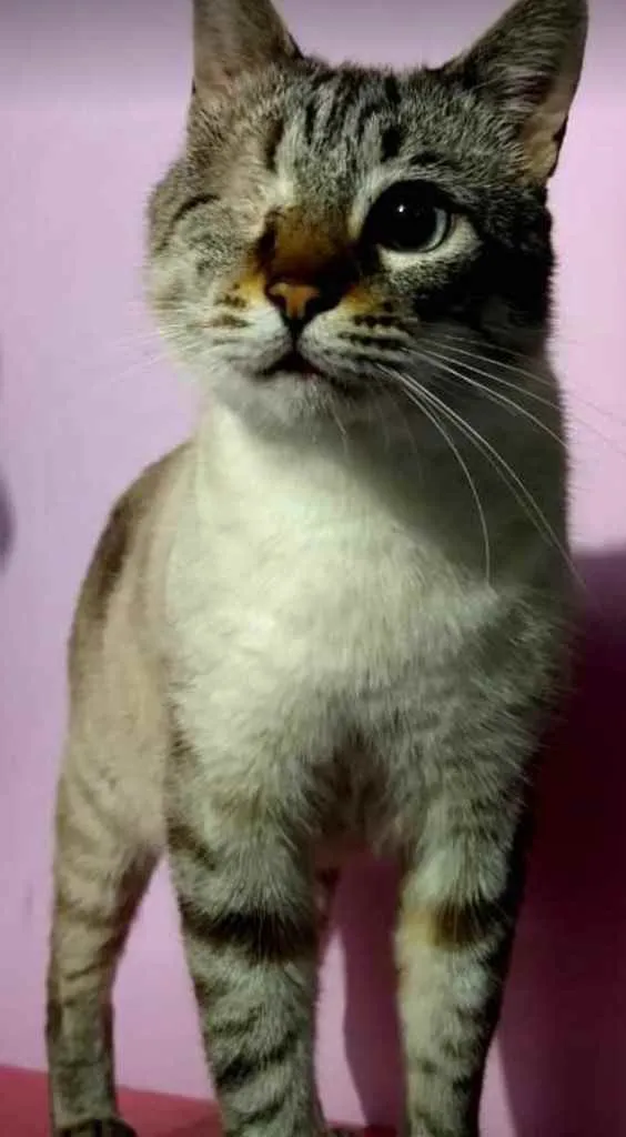 Gato ra a Srd  idade 7 a 11 meses nome Piratinha lindo bebê