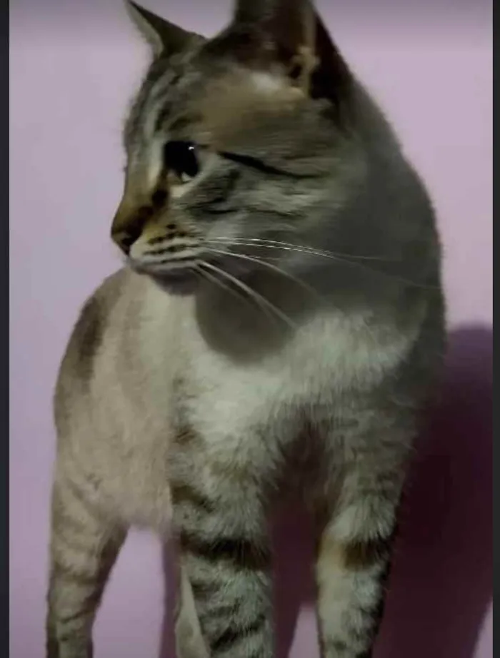 Gato ra a Srd  idade 7 a 11 meses nome Piratinha lindo bebê