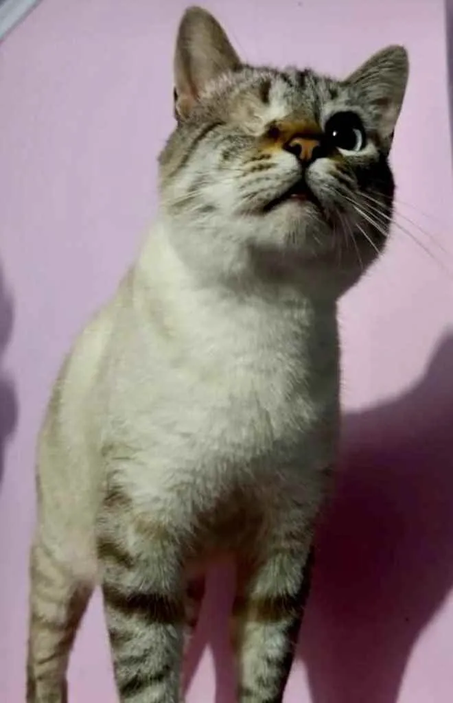 Gato ra a Srd  idade 7 a 11 meses nome Piratinha lindo bebê
