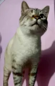 Piratinha lindo bebê