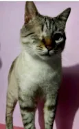 Piratinha lindo bebê