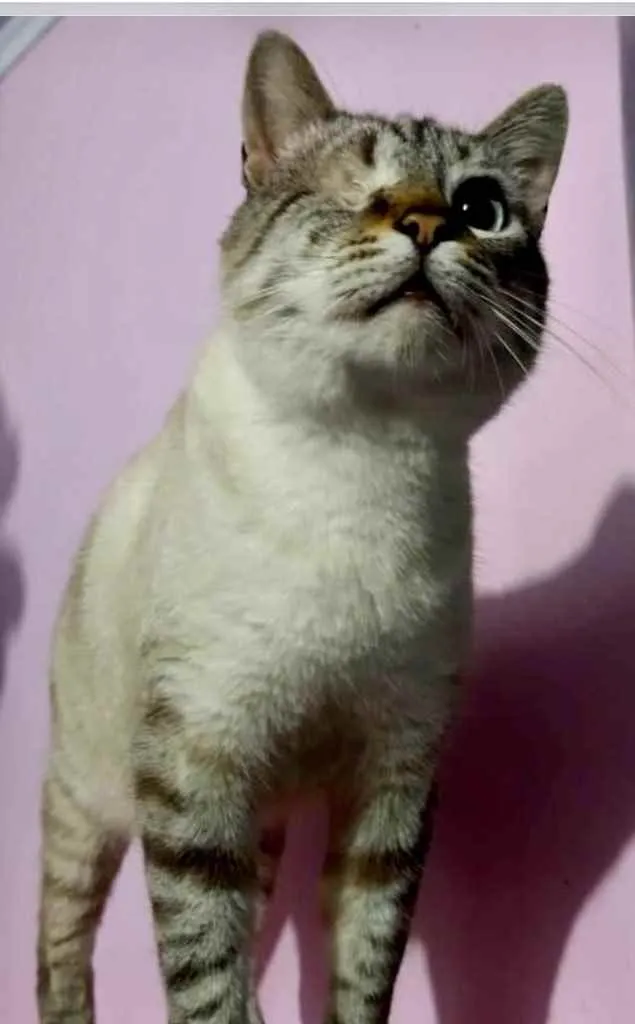 Gato ra a Srd  idade 7 a 11 meses nome Piratinha lindo bebê