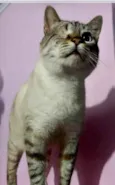 Piratinha lindo bebê