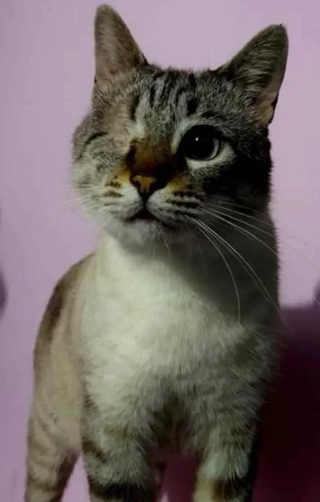 Gato ra a Srd  idade 7 a 11 meses nome Piratinha lindo bebê