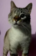 Piratinha lindo bebê