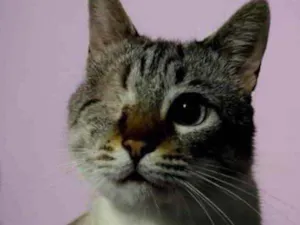 Gato raça Srd  idade 7 a 11 meses nome Piratinha lindo bebê