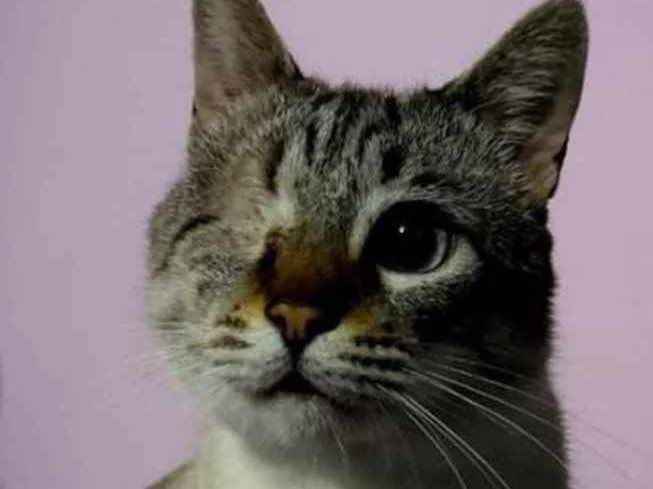 Gato ra a Srd  idade 7 a 11 meses nome Piratinha lindo bebê