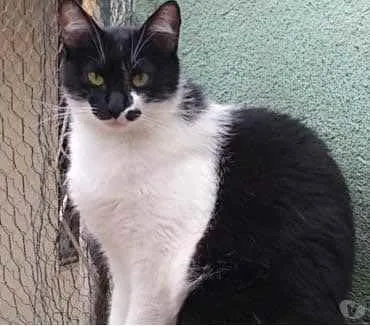 Gato ra a Srd frajola  idade 2 anos nome Sarah Linda gatinha