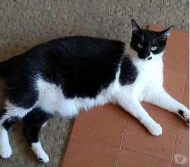 Gato ra a Srd frajola  idade 2 anos nome Sarah Linda gatinha