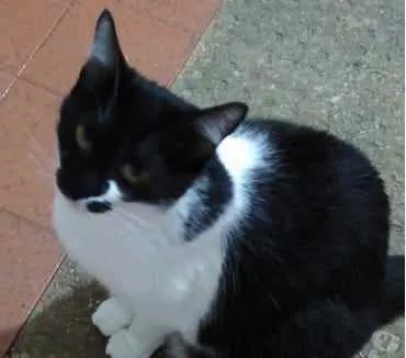 Gato ra a Srd frajola  idade 2 anos nome Sarah Linda gatinha