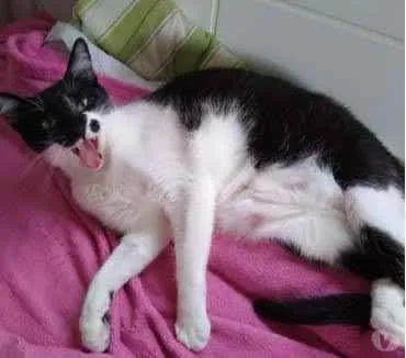 Gato ra a Srd frajola  idade 2 anos nome Sarah Linda gatinha