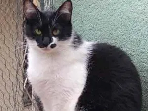 Gato raça Srd frajola  idade 2 anos nome Sarah Linda gatinha 