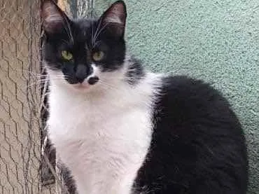 Gato ra a Srd frajola  idade 2 anos nome Sarah Linda gatinha