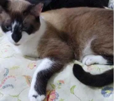 Gato ra a Siamês com vira-lata  idade 2 anos nome BrancaLinda gatinha