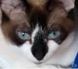 BrancaLinda gatinha
