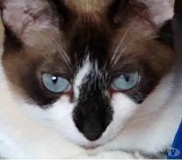Gato ra a Siamês com vira-lata  idade 2 anos nome BrancaLinda gatinha