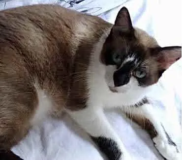 Gato ra a Siamês com vira-lata  idade 2 anos nome BrancaLinda gatinha