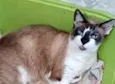 BrancaLinda gatinha