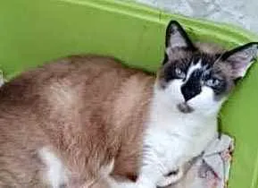 Gato ra a Siamês com vira-lata  idade 2 anos nome BrancaLinda gatinha