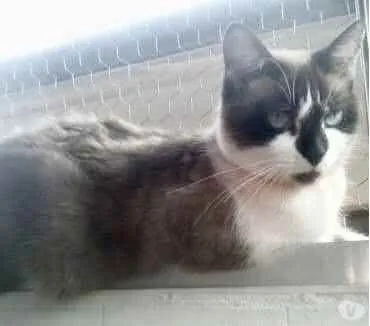 Gato ra a Siamês com vira-lata  idade 2 anos nome BrancaLinda gatinha