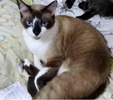 Gato ra a Siamês com vira-lata  idade 2 anos nome BrancaLinda gatinha