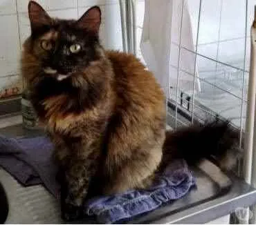 Gato ra a Srd  idade 2 anos nome Belíssima gatinha