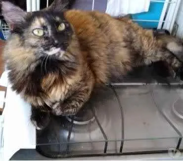 Gato ra a Srd  idade 2 anos nome Belíssima gatinha