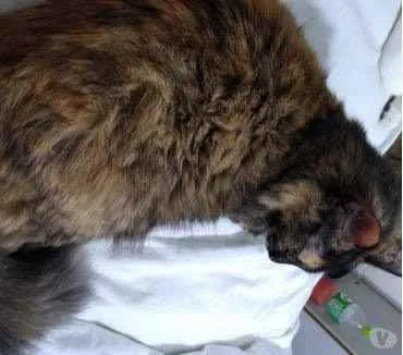 Gato ra a Srd  idade 2 anos nome Belíssima gatinha