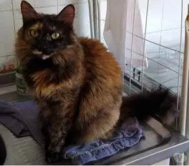 Gato ra a Srd  idade 2 anos nome Belíssima gatinha