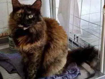 Gato ra a Srd  idade 2 anos nome Belíssima gatinha