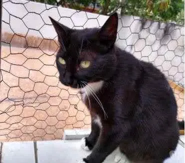 Gato ra a Srd  idade 2 anos nome Ariane linda e Fofa