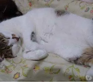 Gato ra a Srd idade 2 anos nome Branquinho lindo